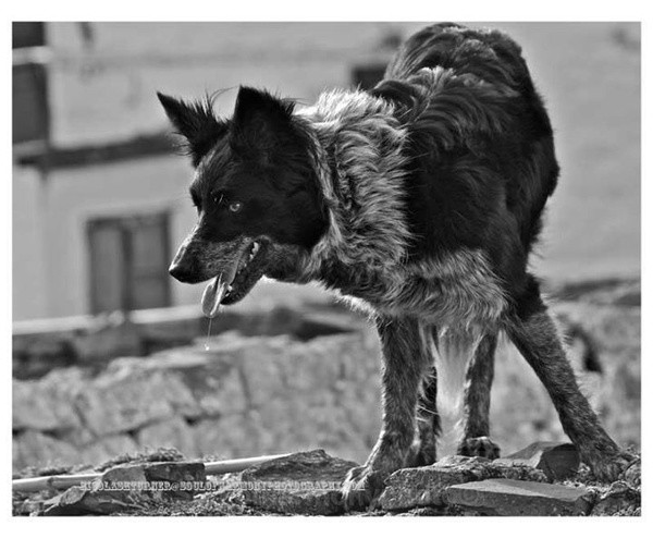  - Captured Wild life/Domestic/ livestock Animals