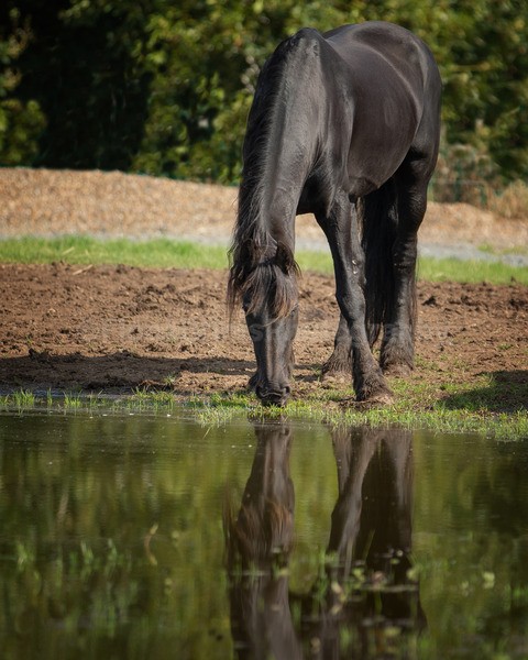 friesians 101-146 - Friesians