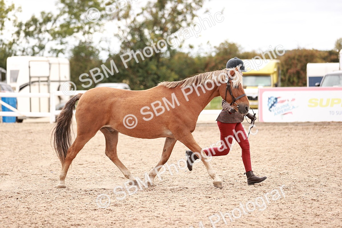SBM_16893 - Class 415 - Horse-Pony Judge would most like to take home