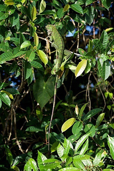  - Costa Rica