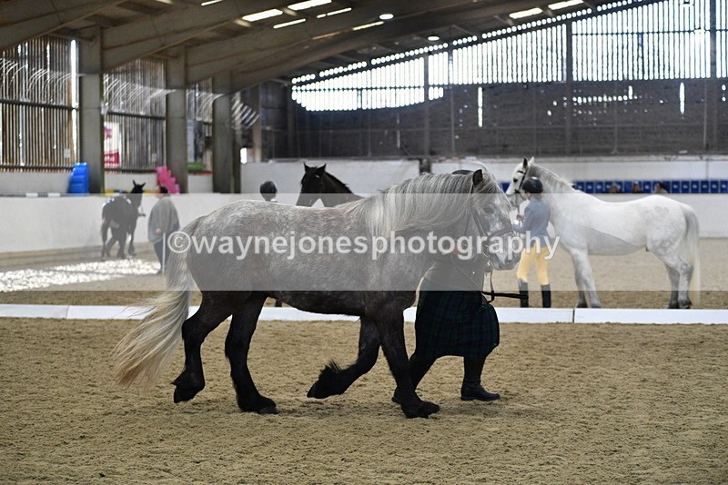 WJ5_4356 - Class 6 In hand M&M - Large Breeds