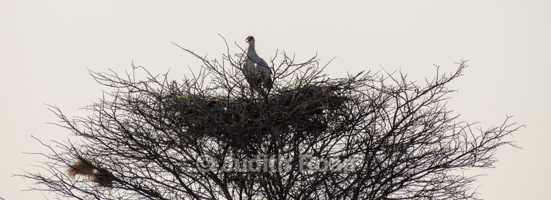Secretary Bird young on nest - Namibia 2022