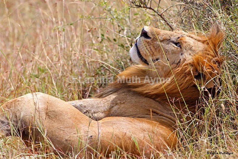 IMG_1463 Maasai Mara - Lions