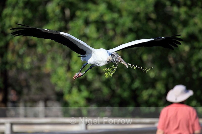Wood Stork low over boardwalk, Wakodahatchee Wetlands, Florida - Wood Stork