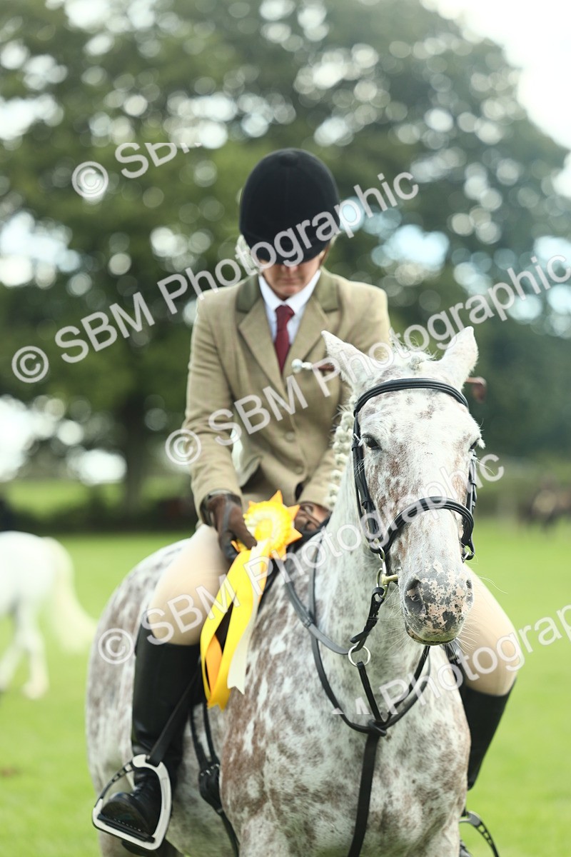 SBM_42209 - S29 - Novice & Newcomers Working Hunter Pony