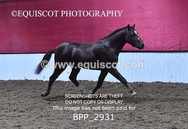 BPP_2931 - LOOSE JUMPING / SPSS