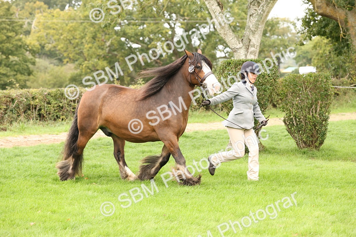 SBM_59237 - S57 - Traditional Cob In Hand