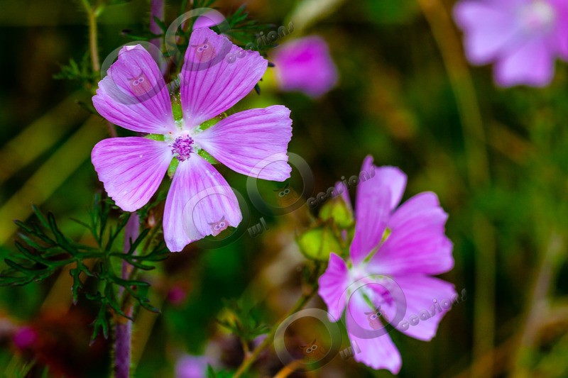 mallow Malva sylvestris-5898 - Plants and trees