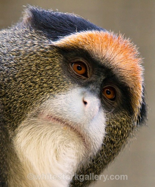 De Brazza's Monkey - Wildlife and Animals