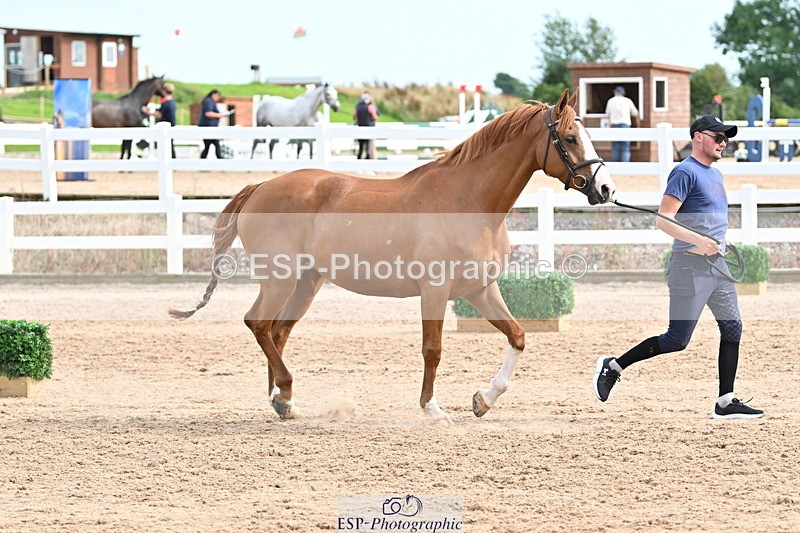 240717A-164342-03505 - Trot Up 4pm to 5pm