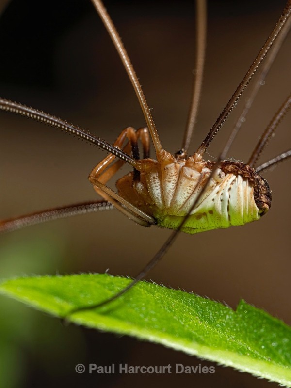 Harvestman (Metaphalangium cirtanum) - Ten Metres from Home 1.  (2020)