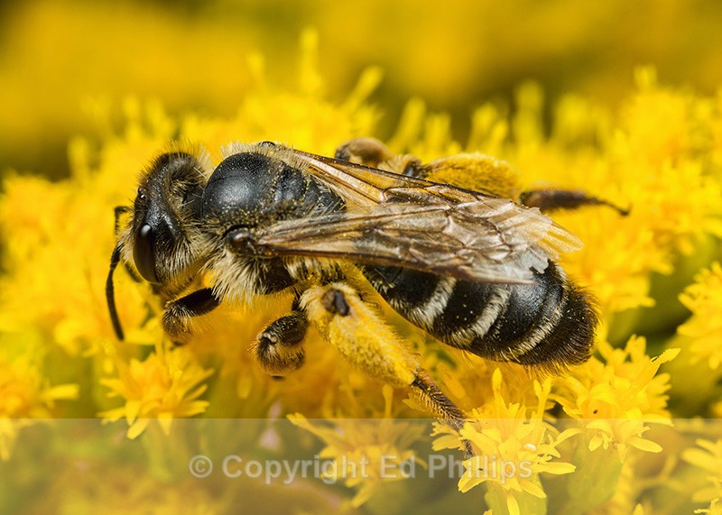 Halictus rubicundus (f) - Halictus rubicundus