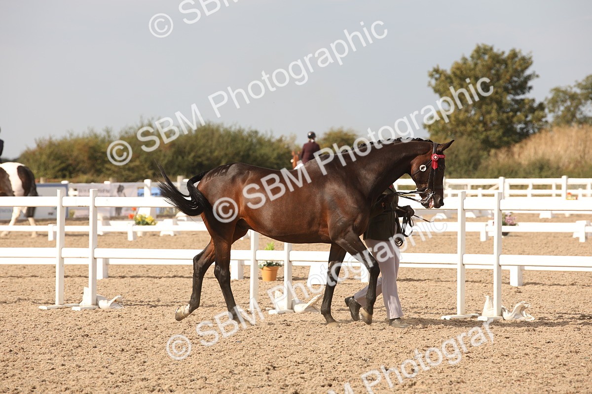 SBM_08134 - Class 27 - IH Competition Horse-Pony