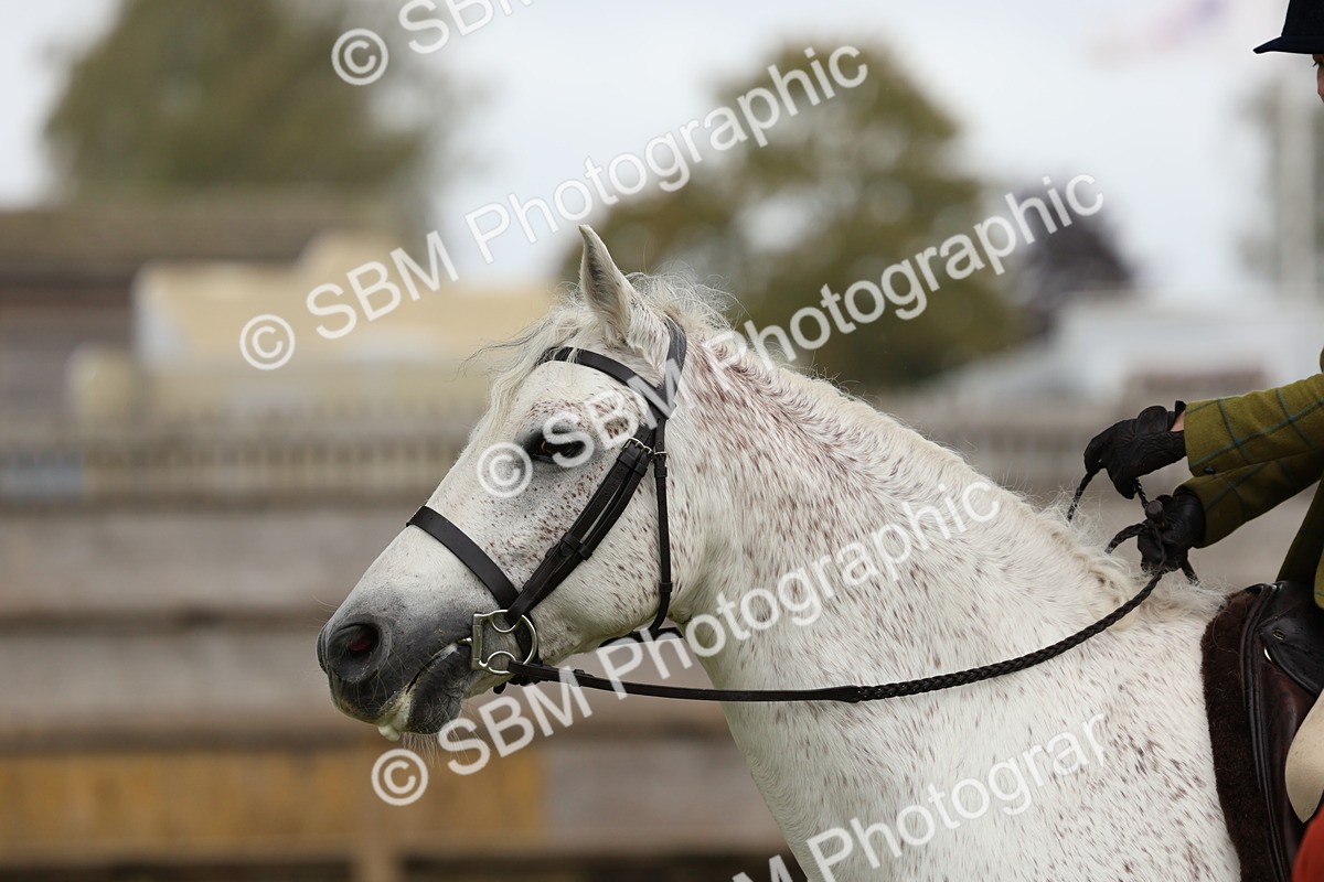 SBM_69599 - S62 - Mountain & Moorland Ridden Large Breeds