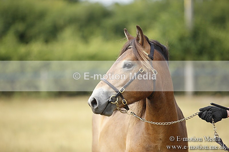 _C7A9244 - BVRC Sow 2018 Ring 2