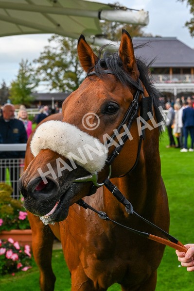 131023-Race 5-Irish Nectar-8133 - Race 5 4.25pm Parsonage Hotel And Cloisters Spa Nursery Handicap