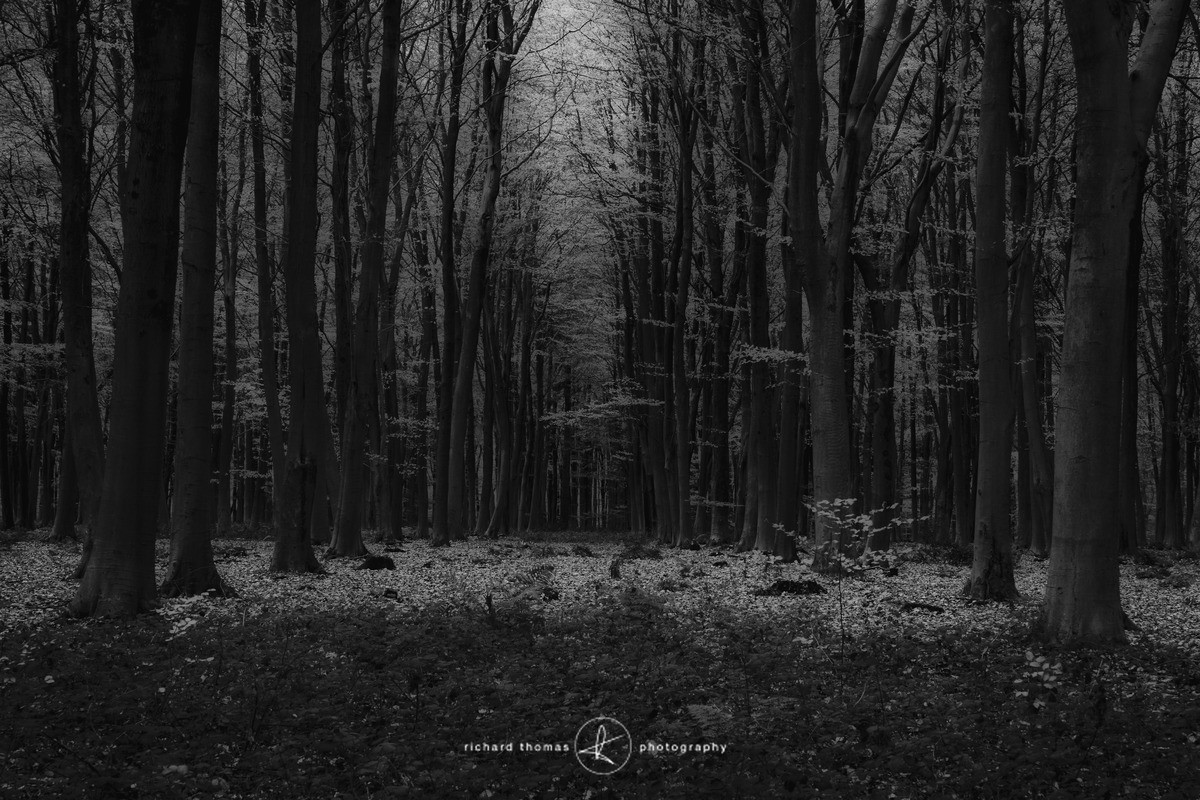 Centre parting - Woodland
