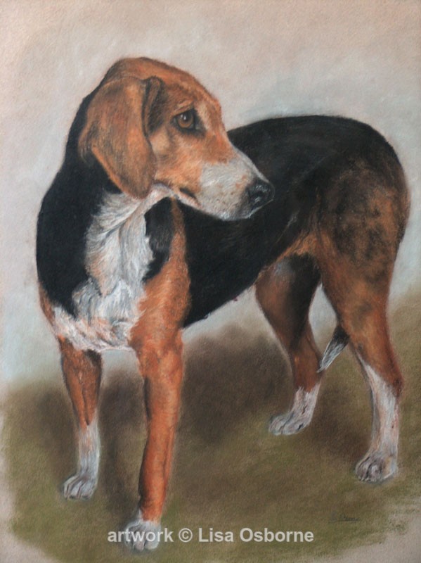 Foxhound