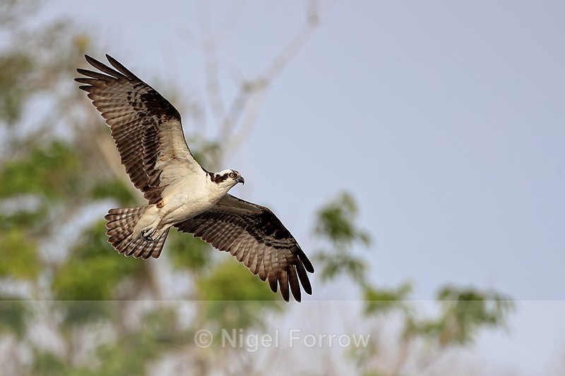 Osprey wings spread in flight, Blue Cypress Lake, Florida - Osprey