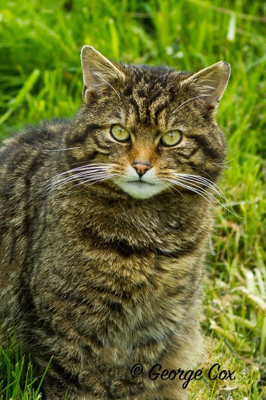 Wild Cat - Mammals