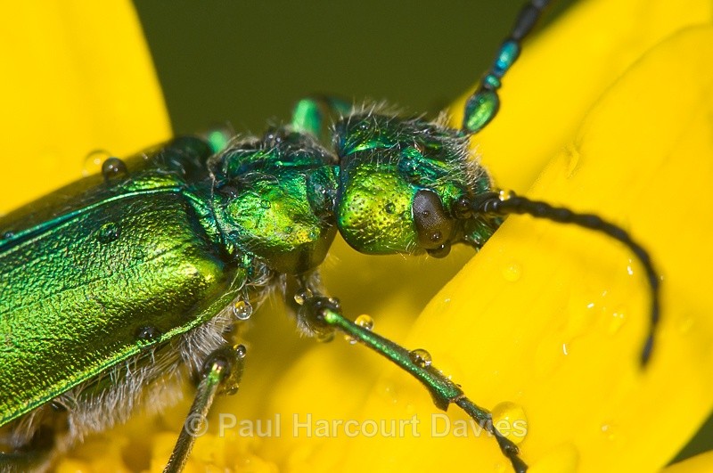  - Bugs: Macro insects