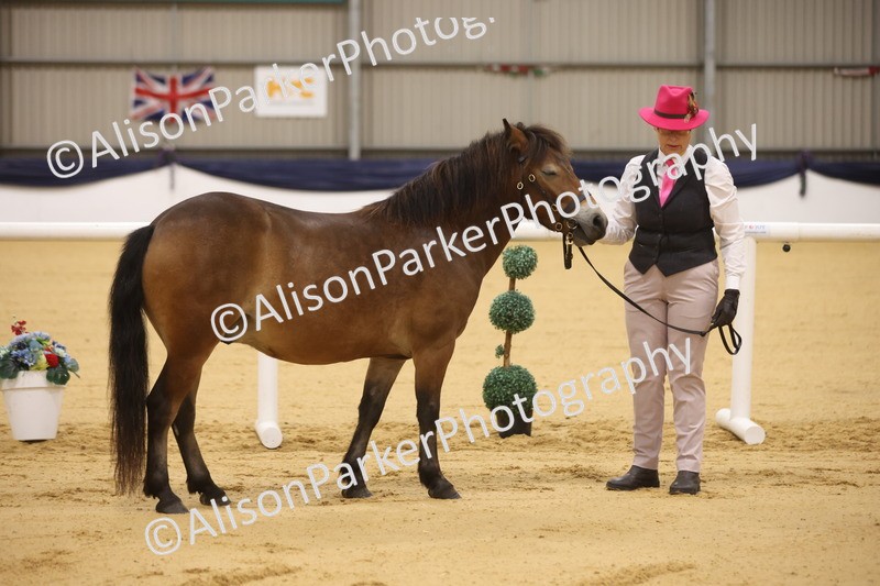20260913-1022 - Class 109 - Bred On Exmoor In Hand
