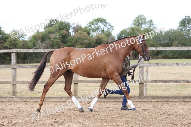 20260831-1925 - Class 5 - Retraining of Racehorses