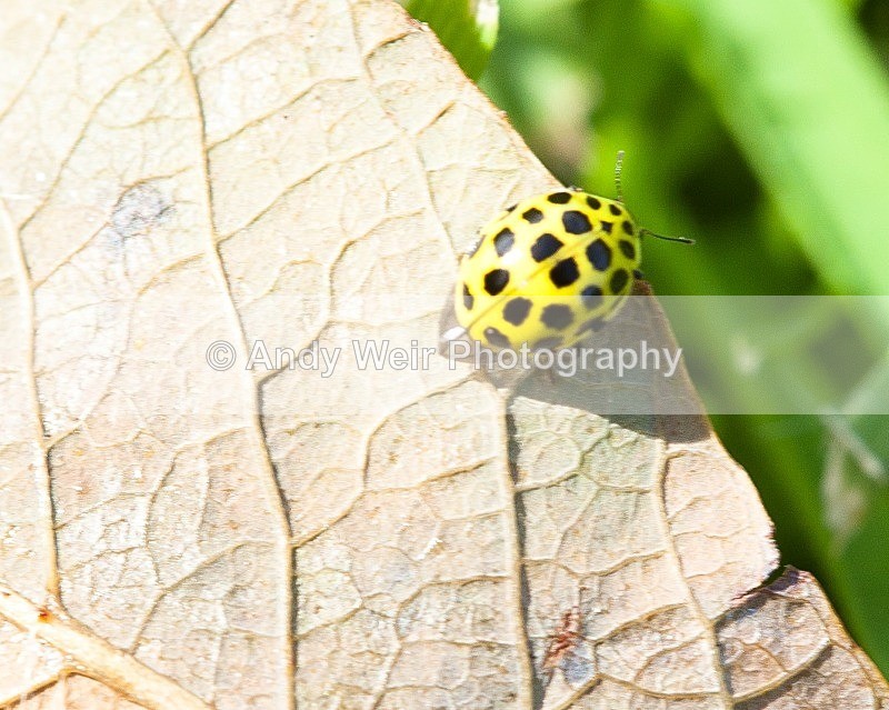 20110820-IMG_6290 - Insects