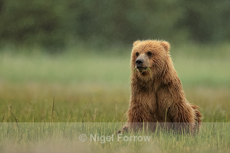 Brown Bear sitting drizzly rain, Silver Salmon Creek, Alaska - Brown Bear