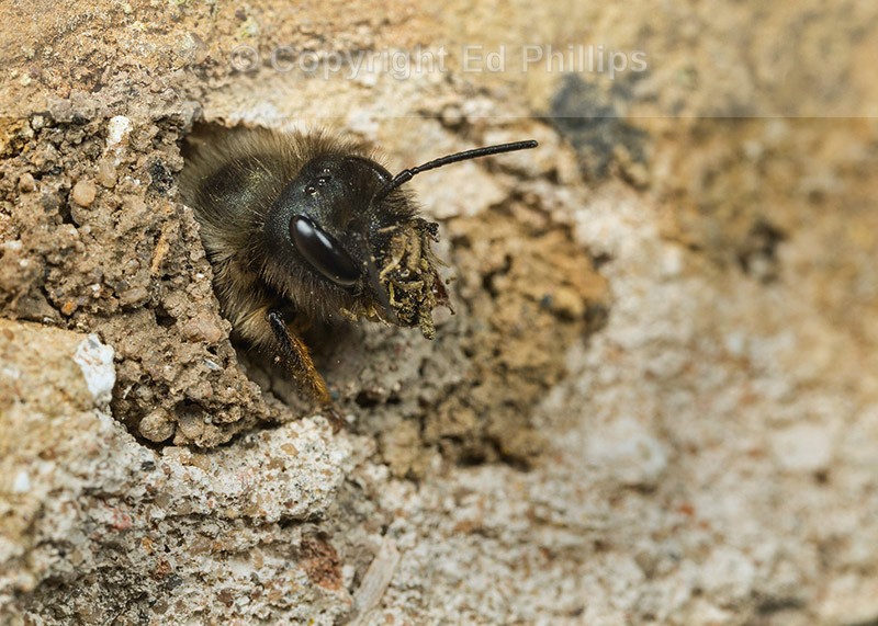 Osmia bicornis (f)