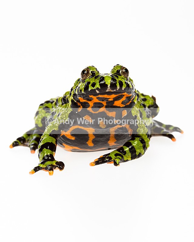 20140120-3K8A8375 - Frogs & Toads