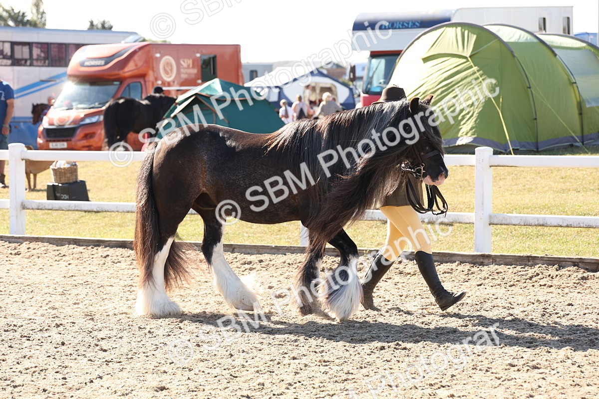 SBM_12886 - Class 206 - IH Non Show Type Pony