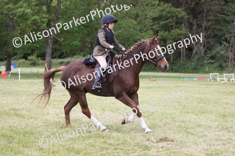 20260614-2731 - Class 22 - Open Working Hunter