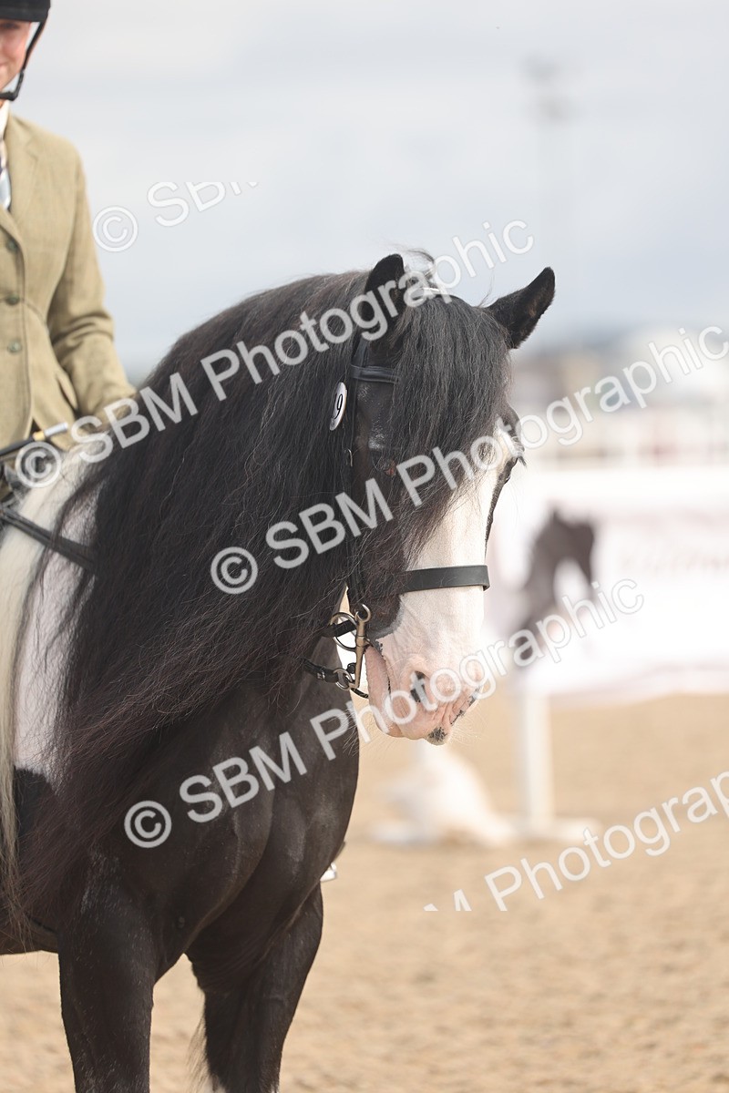 SBM_04439 - Class 18 - Handsomest Gelding (IH or Ridden)
