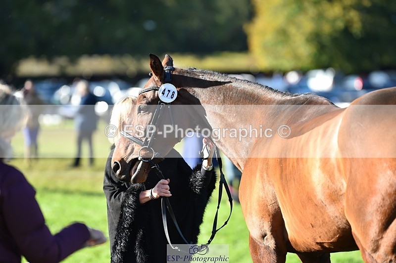 231022-102308-22449 - 478-SOARING.HEIGHTS-Samantha.Shaw-TrotUp+SJ