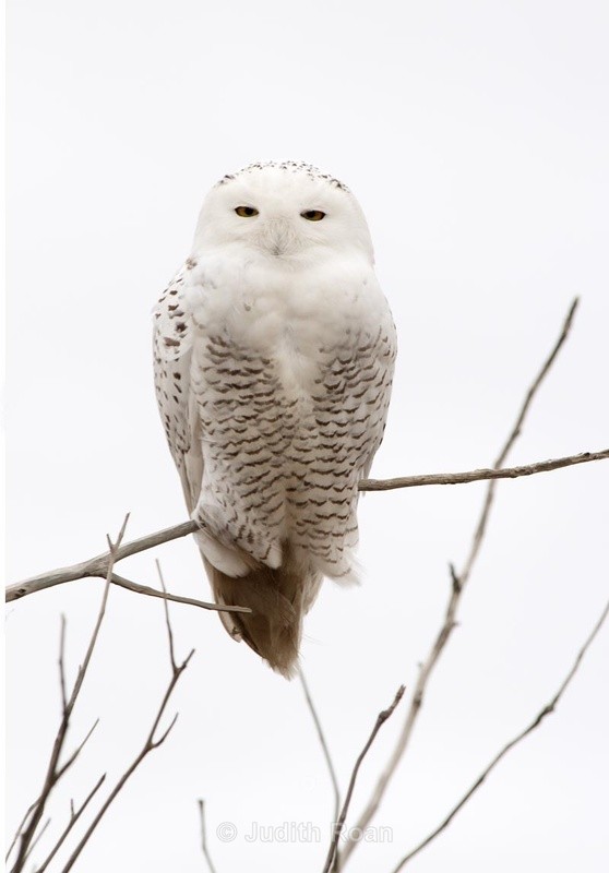  - Snowy Owls