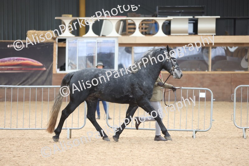 20251109-1002 - Class 27 - Stallions 4 Years and over