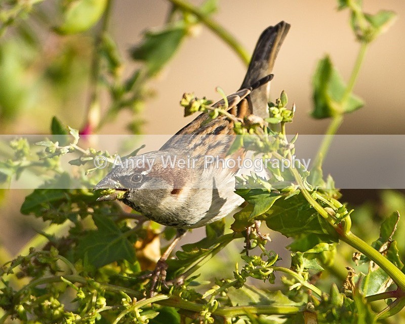20110926-_MG_6975 - House Sparrow