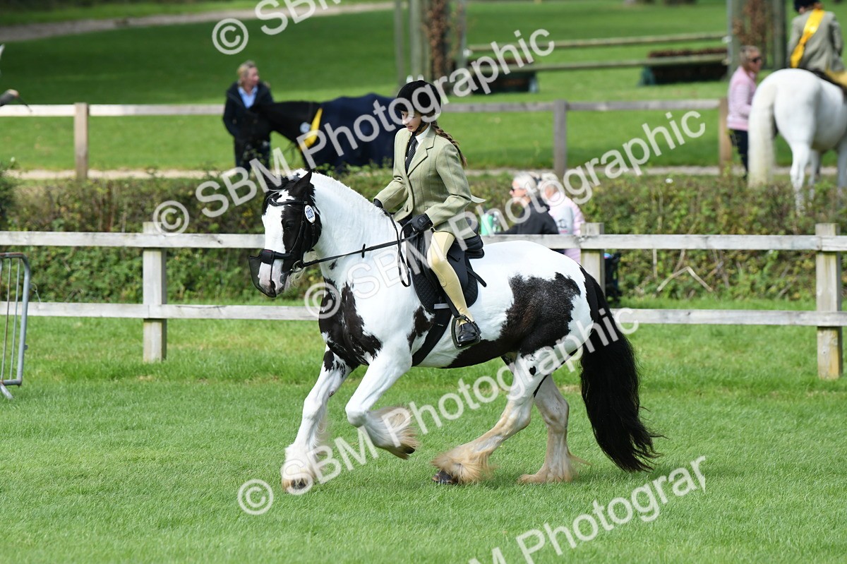 SBM_46940 - S12 - Family Horse & Pony