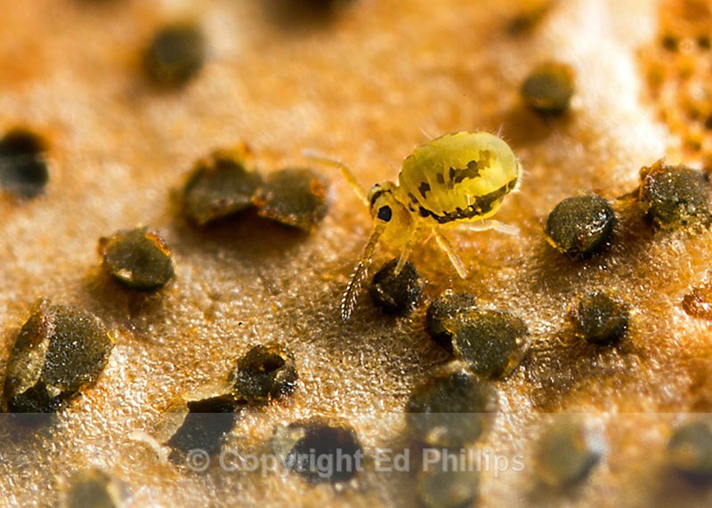 Sminthurinus elegans - Sminthurinus elegans