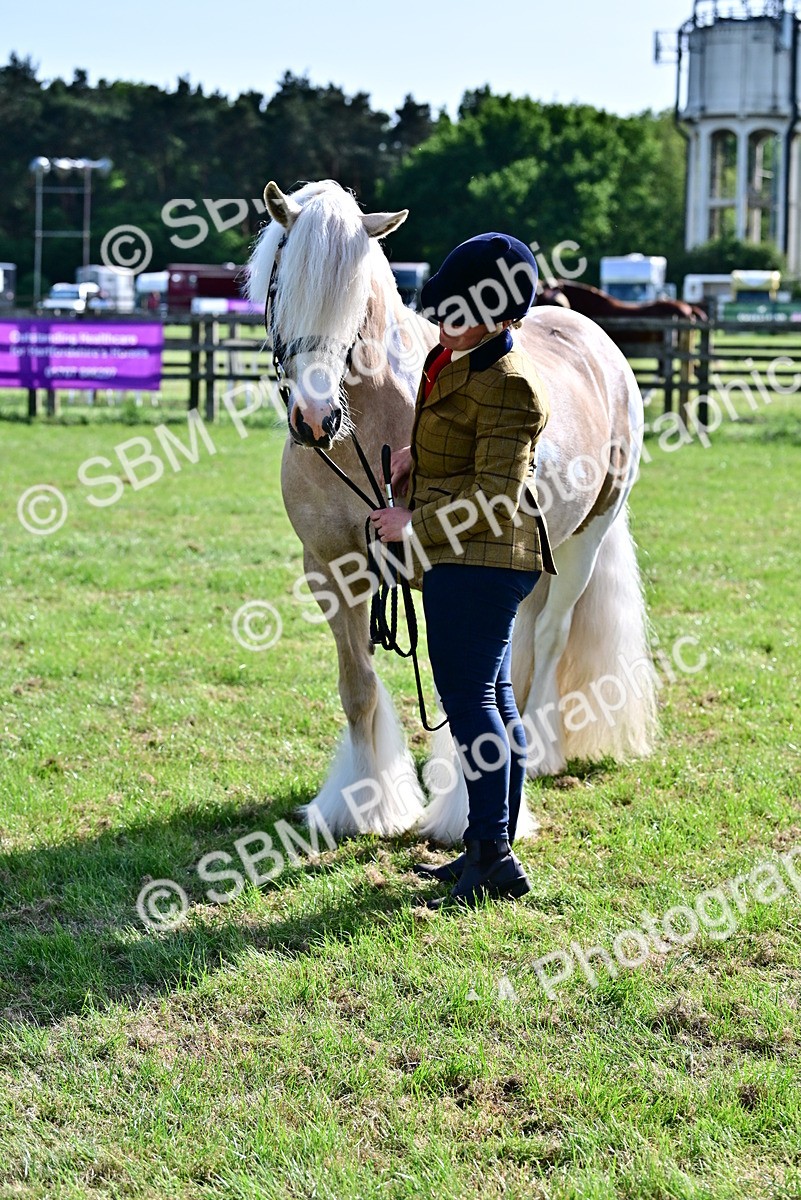 SBM_10124 - Class 63-65 - Traditional Gypsy Cobs In Hand & Ridden