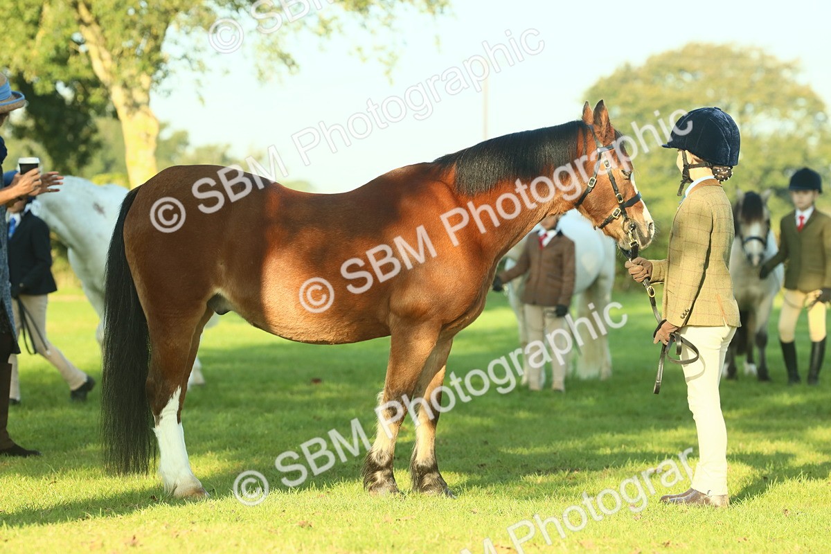 SBM_57442 - S37 - Starters In Hand Showing