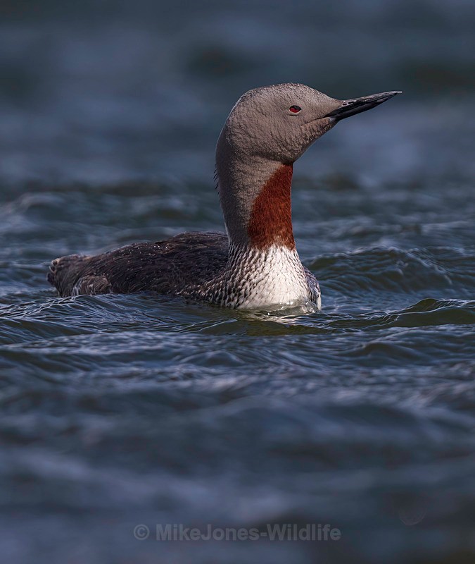 RED THROATED DIVER 3 - NEW...RED THROATED DIVERS(LOONS)