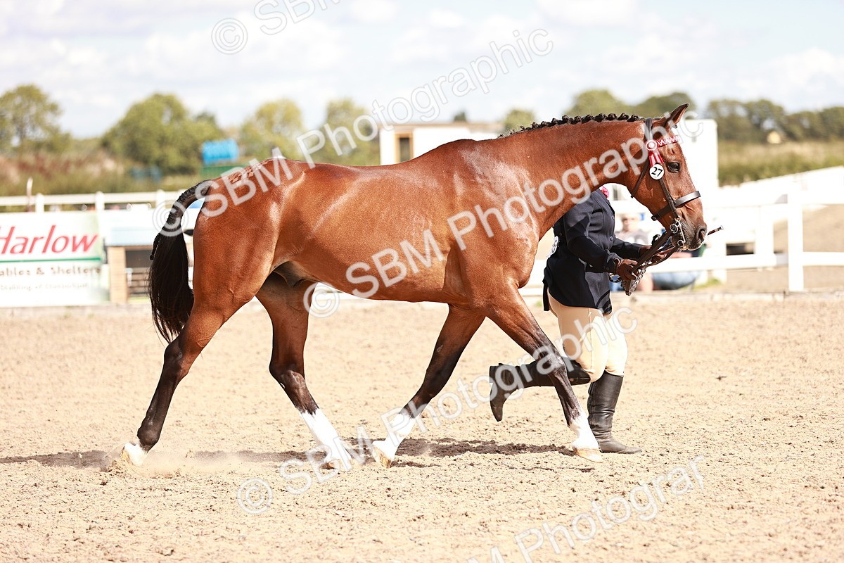 SBM_14212 - Class 407 - IH Hack Riding Horse