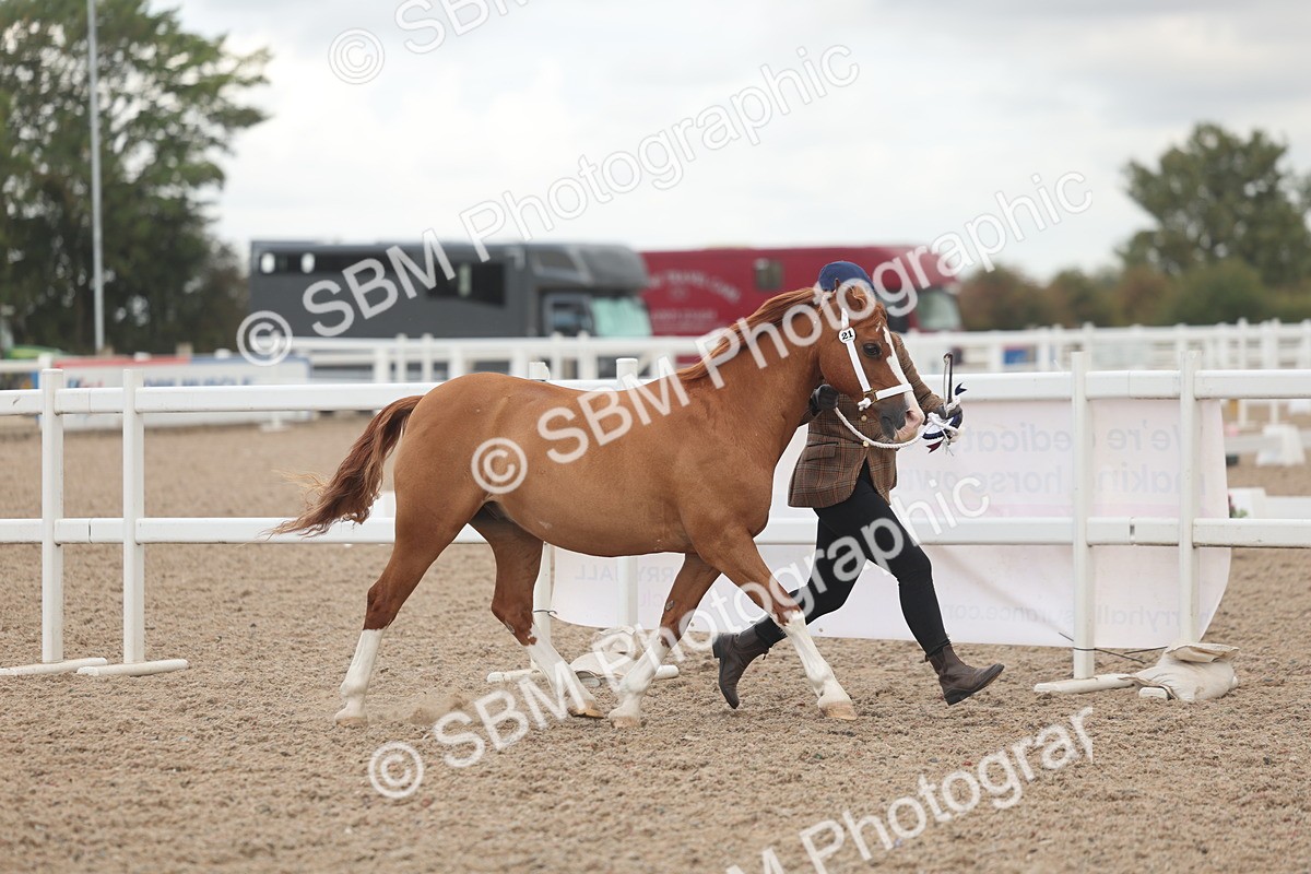 SBM_03316 - Class 16 - IH M&M Wildcard