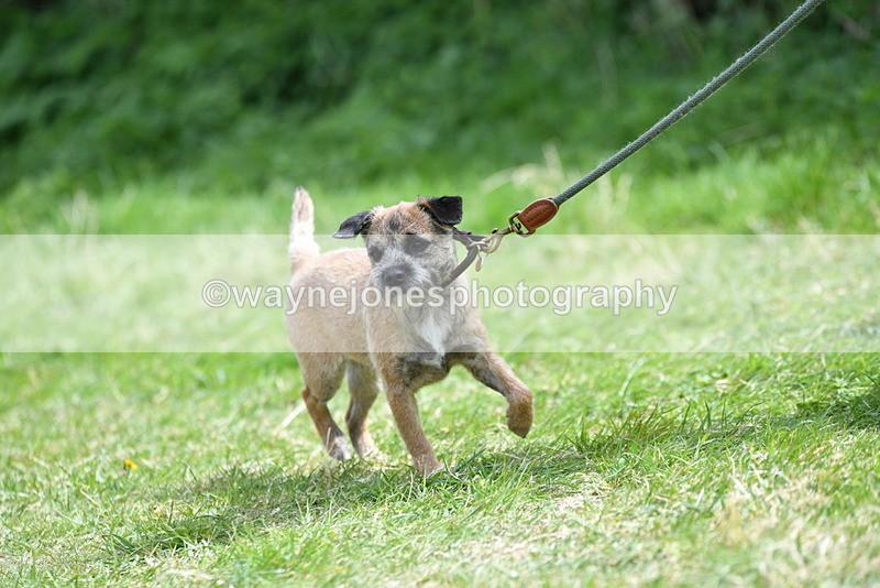 WJ5_0422 - Class 7 Best Terrier