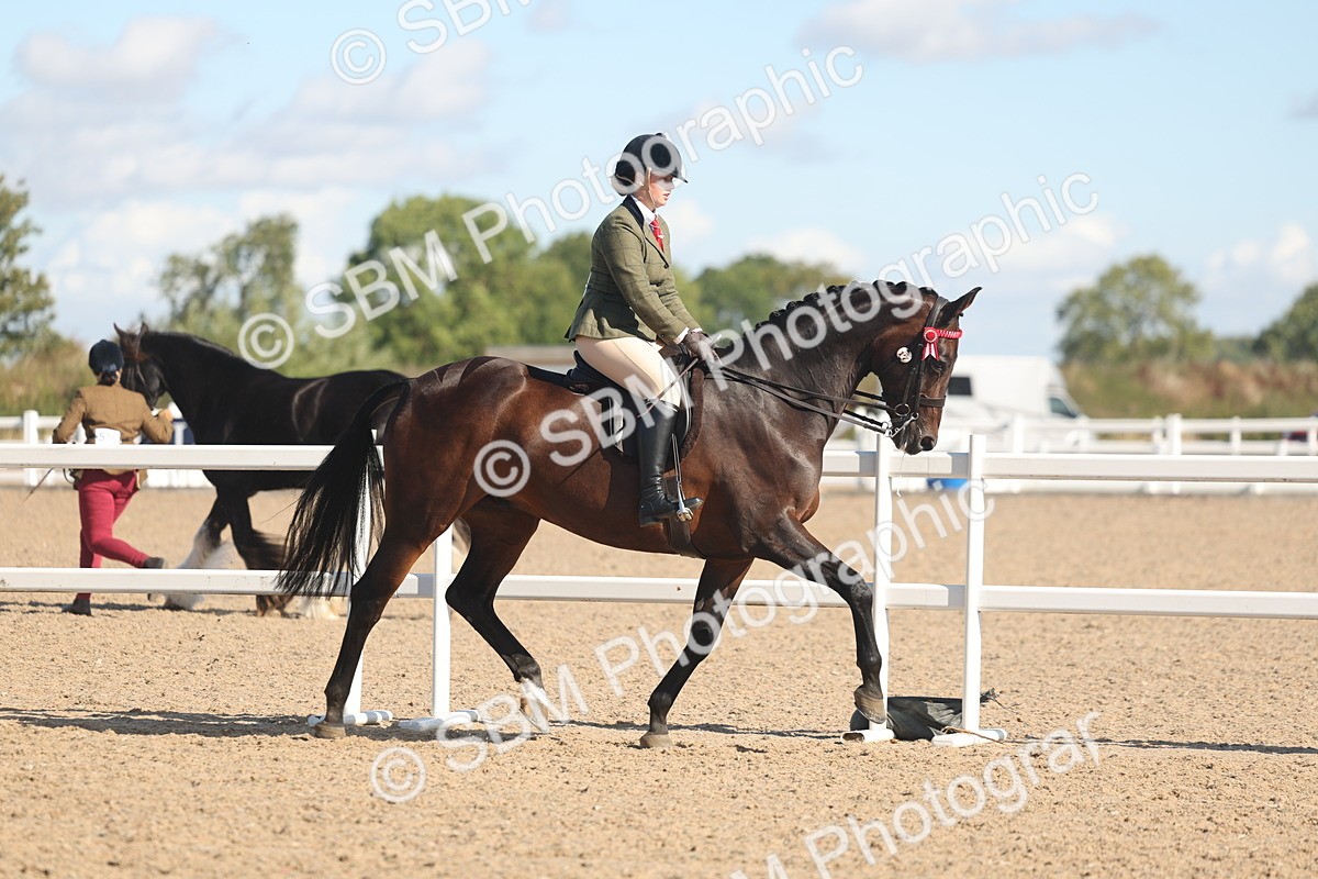 SBM_12995 - Class 305 - Ridden Foreign Breed Pure Bred