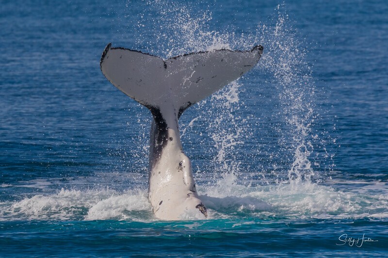 HB Tail Slap 2.0A3A7507 - 2025 Hervey Bay Whales