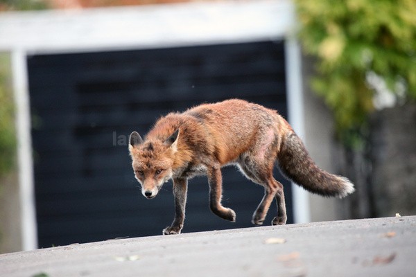 Urban dog fox in Bristol Street _ UR0011 - Urban Foxes, Bristol, Great Britain