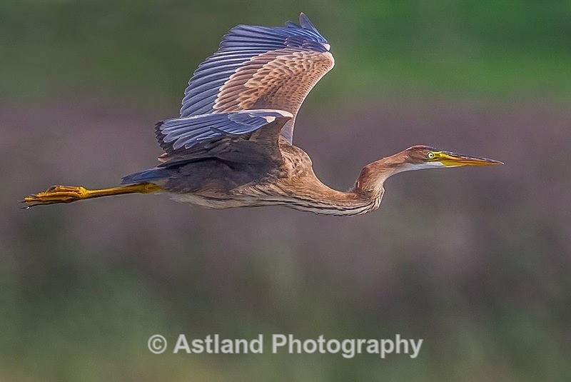 Astland Photography, Bird and Wildlife Images, Susan and Peter Wilson, U.K.